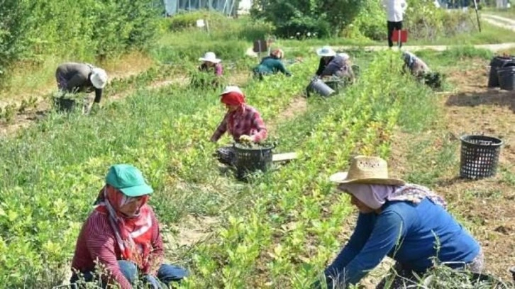 2024 yılında tarım işçilerinin günlük ücreti yükseldi