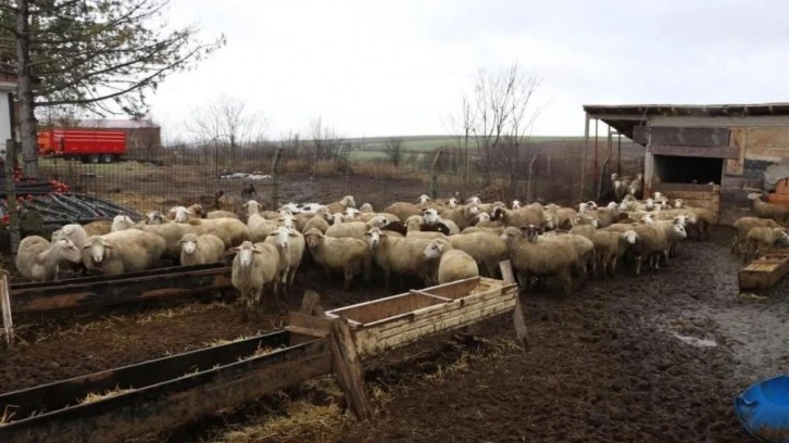 37 küçükbaşla işe başladı, işinin patronu oldu