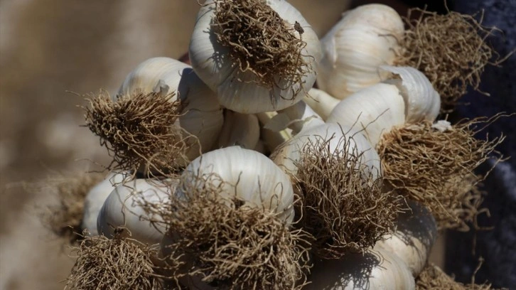 AB tescilli Taşköprü sarımsağında hasat süreci tamamlandı