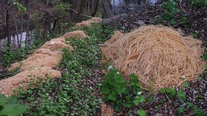 ABD ormanlarında garip keşif