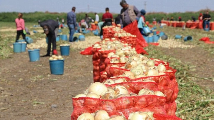 Adana'da hasat sürüyor: Soğanın fiyatı düştü