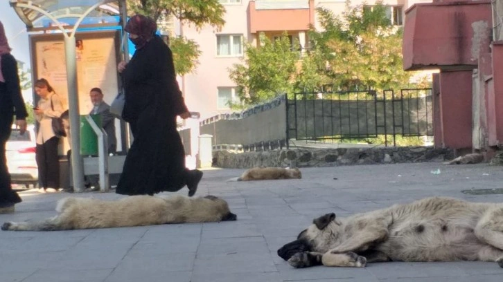 Ağrı'da başıboş köpek tedirginliği!