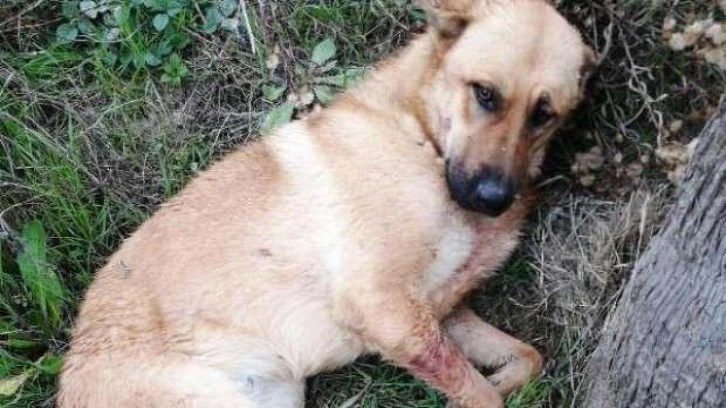 Ağzına tüfekle ateş açılan köpeğin dili koptu