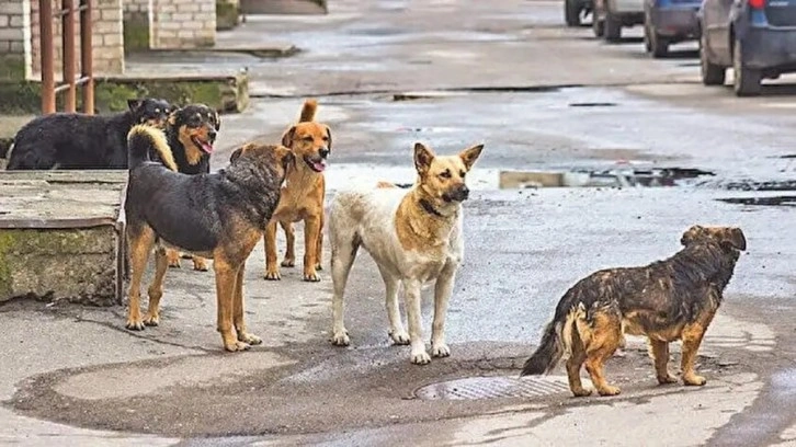 AK Partili isimler direniyor! Başıboş köpek yasası başka bahara kaldı