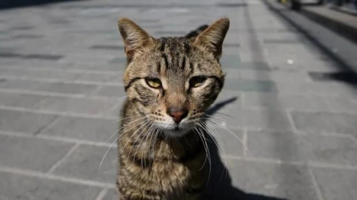 Almanya'da kedilere sokağa çıkma yasağı