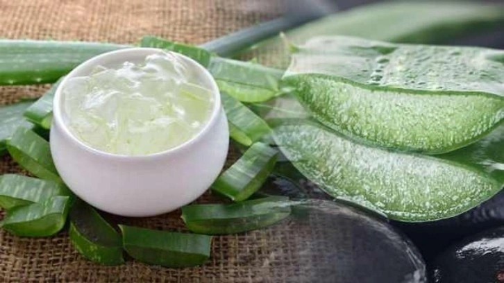 Aloe vera yüze faydaları nelerdir? Aloe vera yüze nasıl sürülür?