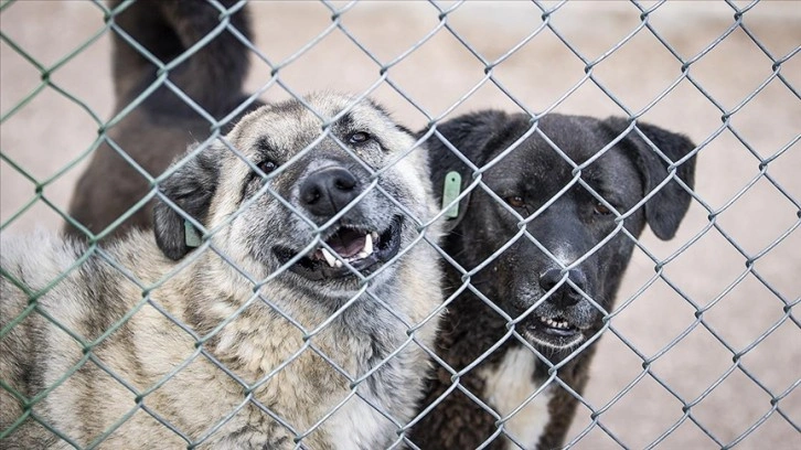 Ankara'da barınaklardan bırakılan köpekler için 71 bin 695 lira ceza uygulanacak