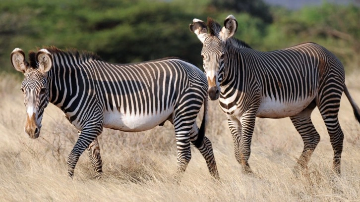 Ankara müftüsü zebra eti yenir dedi ortalık karıştı! Peki İslam'da zebra eti helal mi?