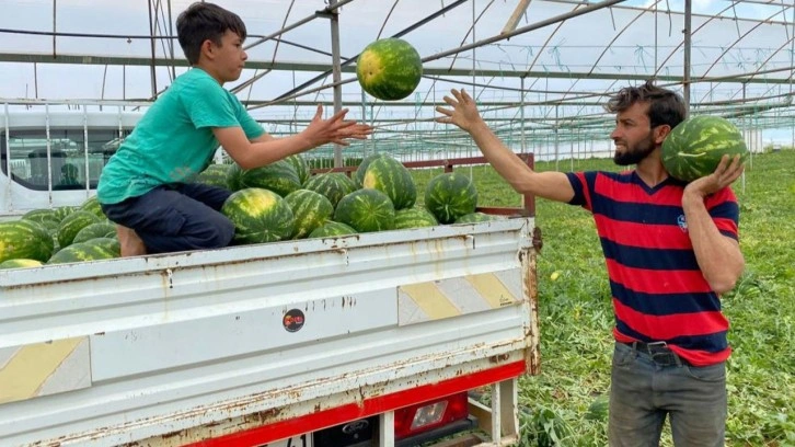 Antalya'da örtü altı karpuz hasatı başladı