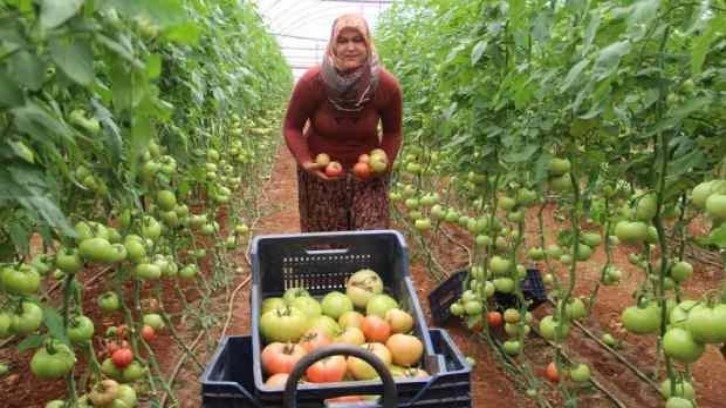 Antalya'da serada 40 dereceye yaklaşan sıcaklıkta domates hasadı