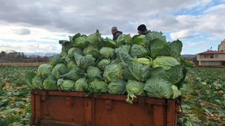 Bafra Ovası'nda beyaz lahanada 135 bin ton rekolte bekleniyor