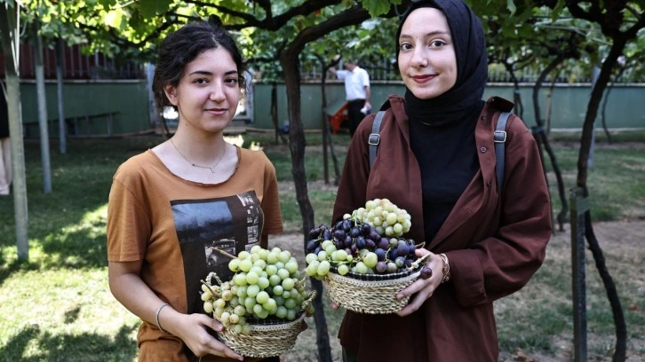 Bağcılar’da bağ bozumu zamanı