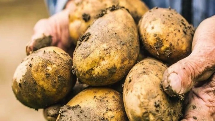 Bakan Kirişci açıkladı: 26 ilde patatesle ilgili karantina uygulanıyor
