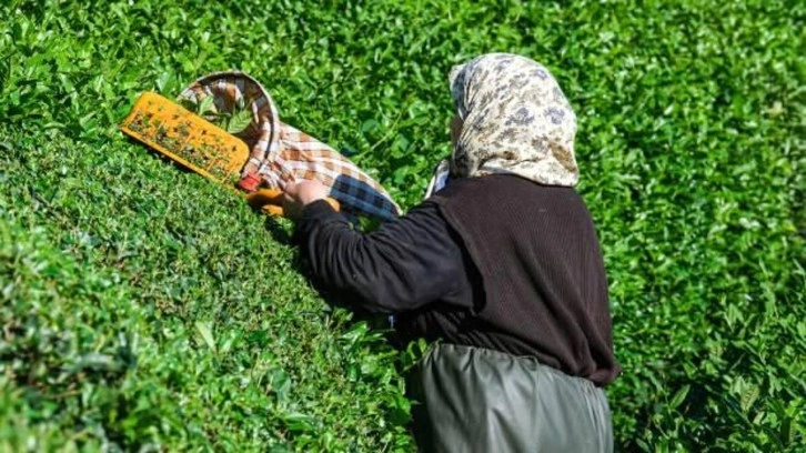 Bakanlık yaş çay alım fiyatlarını açıkladı