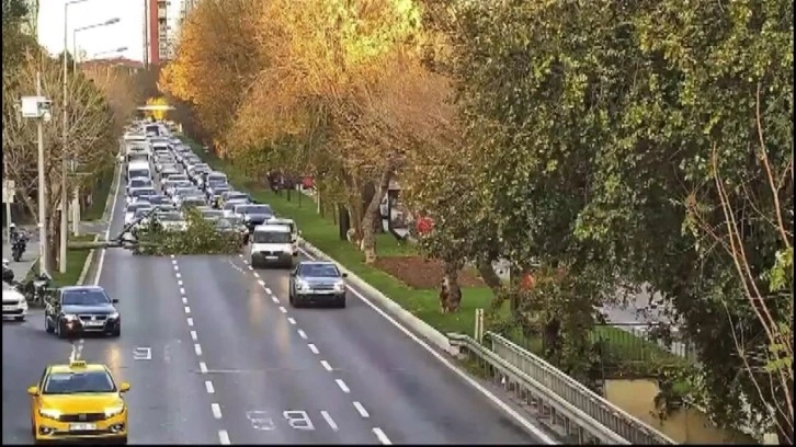 Bakırköy sahil yolunda ağaç yola devrildi