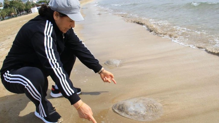 Balıkçıların kabusuydu şimdi Mersin sahilinde görüldü