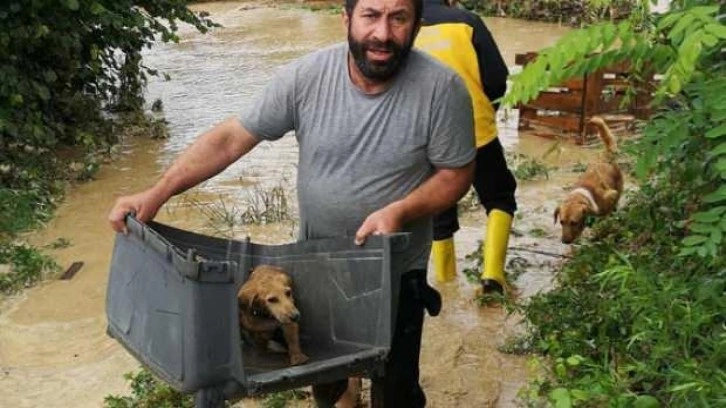 Bartın’daki  taşkında özel bir barınaktaki 56 köpek telef oldu