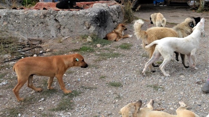 Başıboş köpek sorunu 20 ayda 53 can aldı!