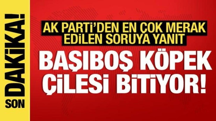 Başıboş köpek tasarısı ne zaman Meclis'te olacak? AK Parti'den açıklama!