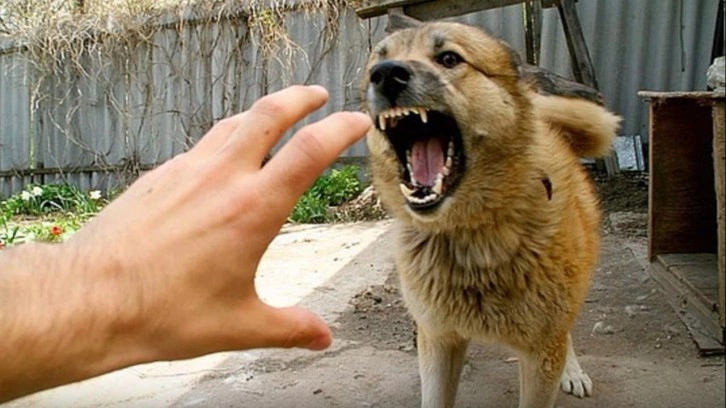 Başıboş köpekler çocuğun bacağını parçaladı! Her gün yeni bir dehşet: 2 ölü 6 yaralı!