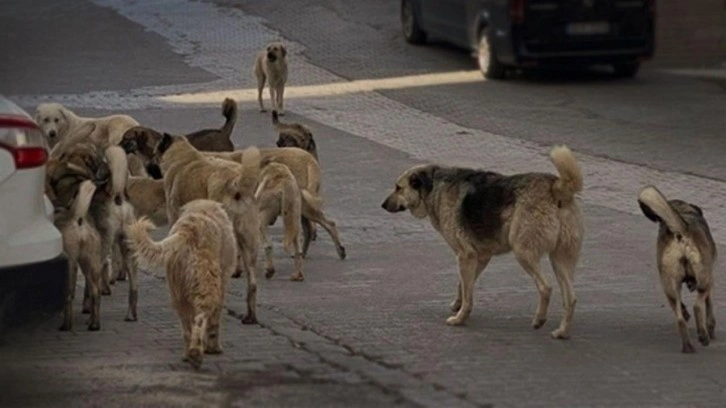 Başıboş köpekler için harekete geçildi! 'Avrupa' çözümü geliyor