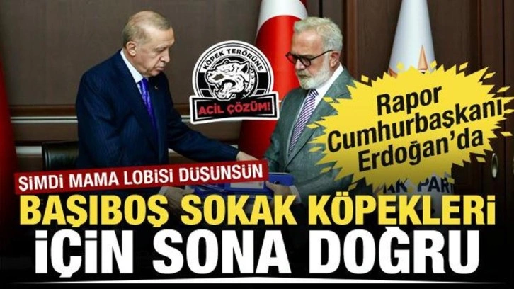 Başıboş sokak köpeklerine ilişkin rapor Cumhurbaşkanı Erdoğan'a sunuldu
