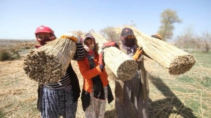 Beyşehir Gölü kıyılarından kesilen kamışlar Avrupa'ya gönderiliyor