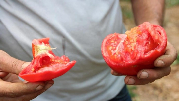 Bilecik'te çiftçi pembe domates fiyatından memnun değil