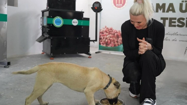 Bilecik'teki köpek katliamıyla ilgili ilk açıklama geldi