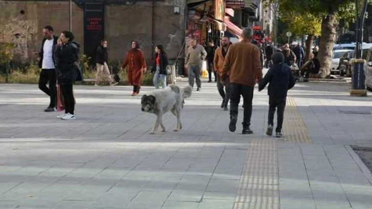 Bitlisliler sahipsiz köpeklerin toplatılmasını istiyor