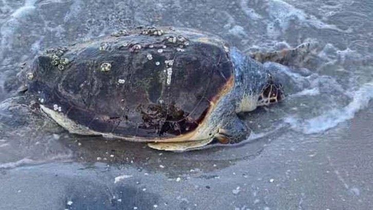 Bodrum sahilinde ölü caretta caretta bulundu