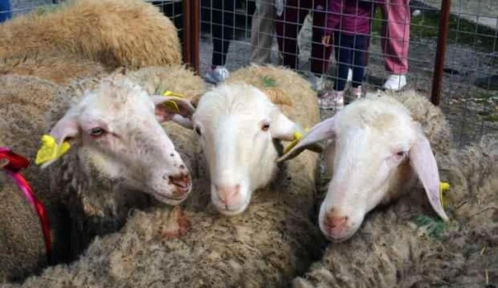 Bodrum ve Milas’ta 70 kadın üreticiye 700 koyun