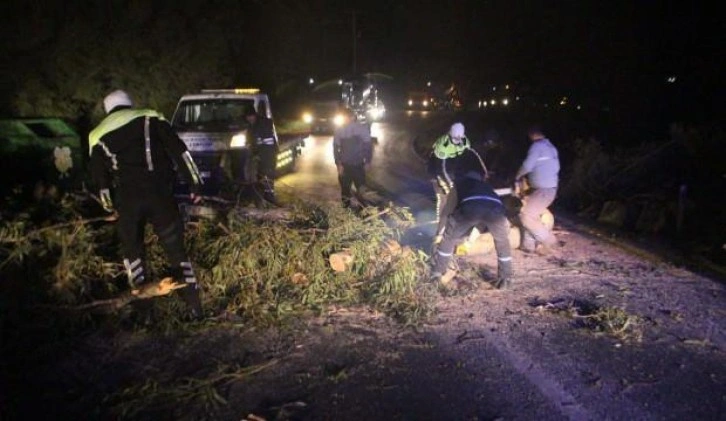 Bodrum'da fırtına ağaçları devirdi