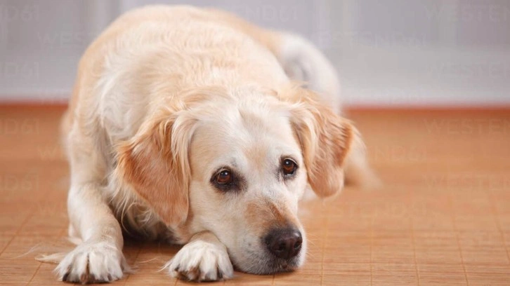 Böyle boşanma sebebi görülmedi. İstanbul'da bir çiftin köpek inatlaşması yuva yıktı