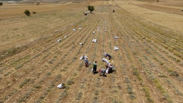 Burdur'da susuz tarımla üretilen ölmez çiçek üreticinin yüzünü güldürüyor