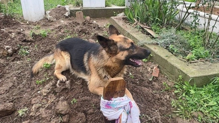 Büyük vefa! Evladı gibi baktığı köpeği 52 gündür mezarından ayrılmıyor