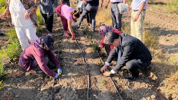 Çanakkale'de süs bitkisi üretiminde işbirliği yapan kadın çiftçiler hasada başladı