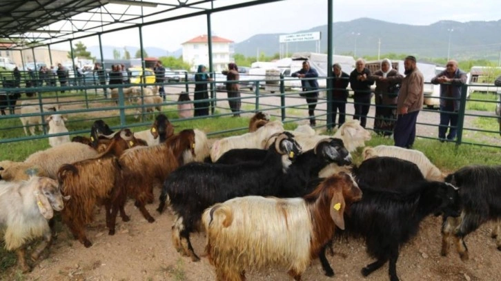 Canlı hayvan pazarı hareketlenmeye başladı