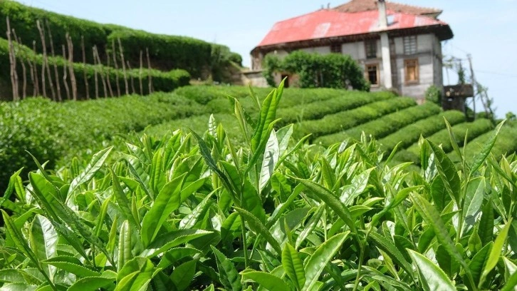 Çay üretiminde kuraklık etkisi: Rekolte gerilemesi devam ediyor!