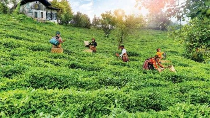 Çayda taban fiyat beklentiyi karşıladı