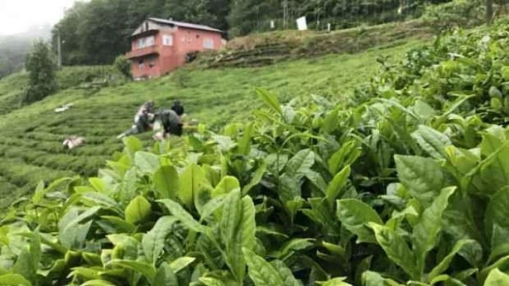 ÇAYKUR çay bedeli ödemelerine başladı