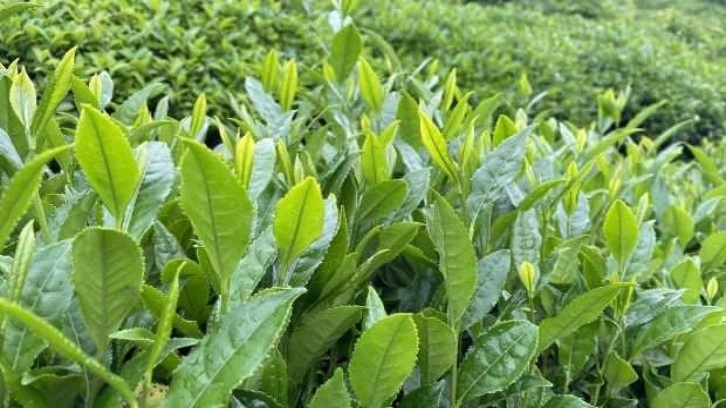 ÇAYKUR, ikinci sürgün dönemi yaş çay alım kotasını belirledi