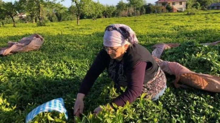 ÇAYKUR mayısta 92 bin ton yaş çay aldı