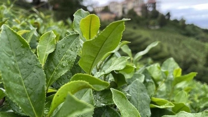 ÇAYKUR'un yaş çay alımında kontenjan düşürüldü