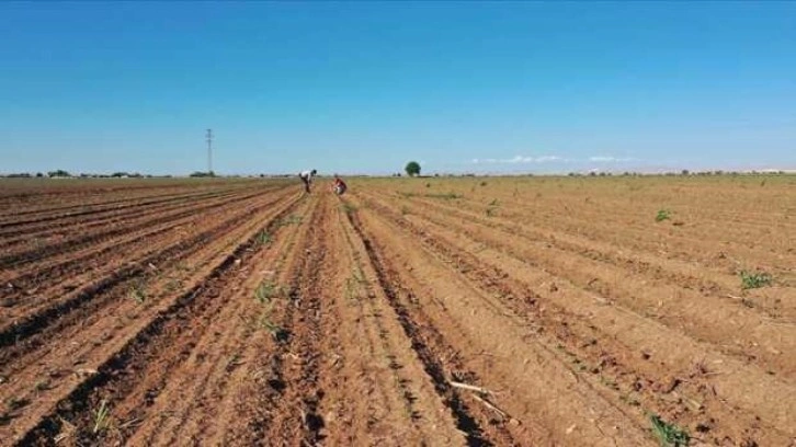 Çiftçiye 'aşırı yağışlara karşı toprak kalitesini güçlendirin' uyarısı