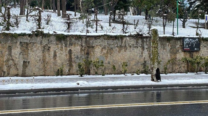 Çırağan Caddesi'ndeki çınar ağaçlarının ihmalden kuruduğu iddiası