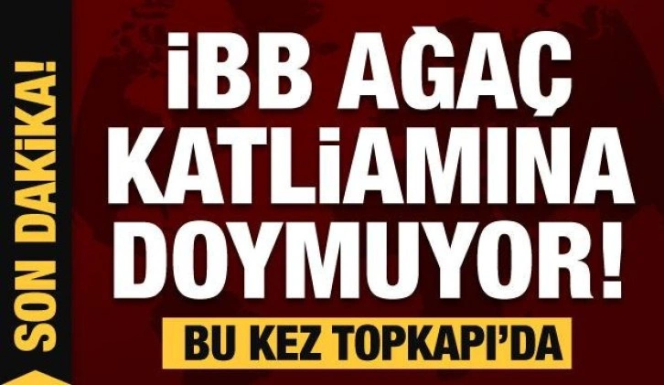 Çırağan sonrası İBB'den bu kez de Topkapı'da katliam! Onlarca ağaç yok edildi