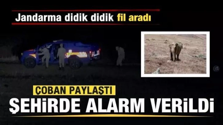 Çoban paylaştı şehirde alarm verildi! Jandarma didik didik fil aradı