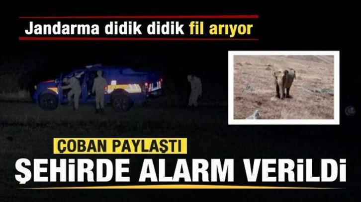 Çoban paylaştı şehirde alarm verildi! Jandarma didik didik fil arıyor