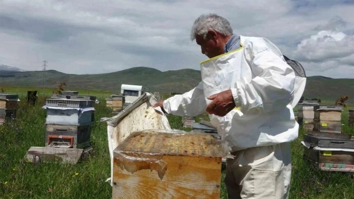 Coğrafi işaretli bal hasadı başladı, 450 ton bal üretimi bekleniyor